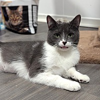 adopt-pet