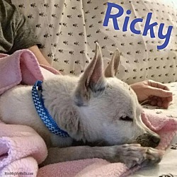 Thumbnail photo of Ricky #1