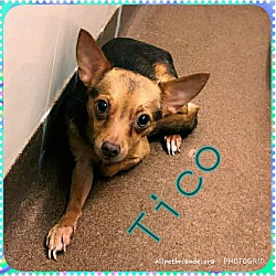 Thumbnail photo of Tico #4