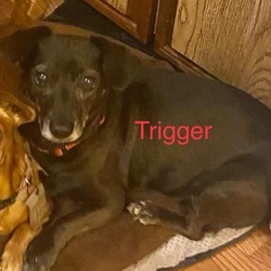Thumbnail photo of Trigger #1