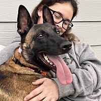 adopt a pet