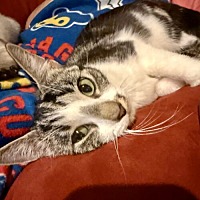 adopt a pet