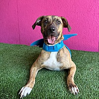 adopt a pet
