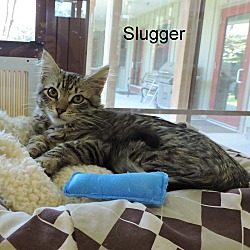 Thumbnail photo of Slugger #2