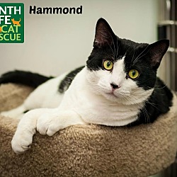 Thumbnail photo of Hammond #1