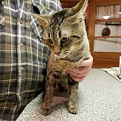 Thumbnail photo of Nine kitty's urgent #1