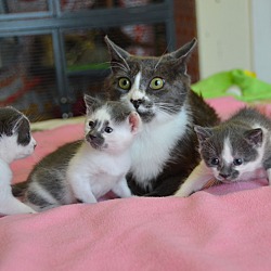 Thumbnail photo of Sullie & kittens #4