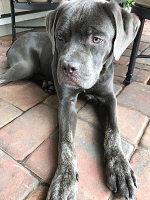 Waldorf Md Cane Corso Meet Boris A Pet For Adoption