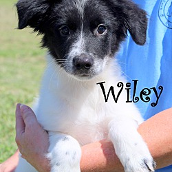 Thumbnail photo of Wiley ~ meet me! #1