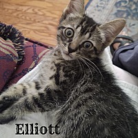 Photo of Elliott (was Eloise)
