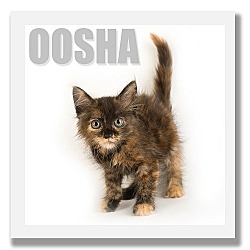 Photo of Oosha