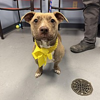 adopt a pet