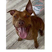 adopt a pet