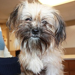 Thumbnail photo of Pixie - adoption pending #1