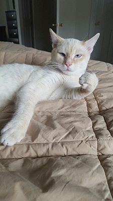 Raleigh Nc Siamese Meet Tucker A Pet For Adoption
