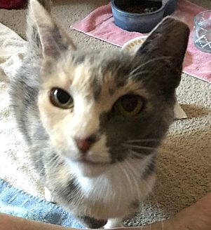 Adopt A Pet Petsmart Charities
