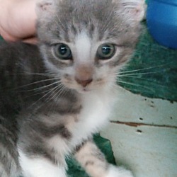 Photo of Kitten #3
