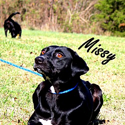 Thumbnail photo of Missy~meet me! #1