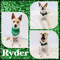 Thumbnail photo of Ryder - PD Program #1