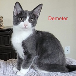 Thumbnail photo of Demeter #1
