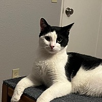 adopt a pet