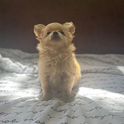 Photo of Minnie pup 1 (Pluto)