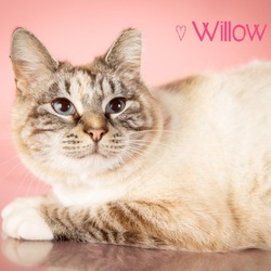 Thumbnail photo of Willow #2