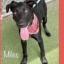 Thumbnail photo of MILES #2