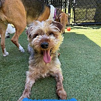 adopt a pet