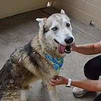 adopt a pet