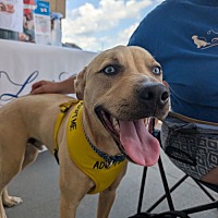 adopt a pet