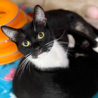 adopt a pet
