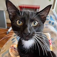 adopt a pet