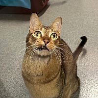 adopt a pet