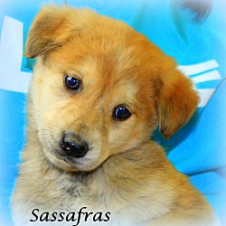 Thumbnail photo of Sassafras~adopted! #4