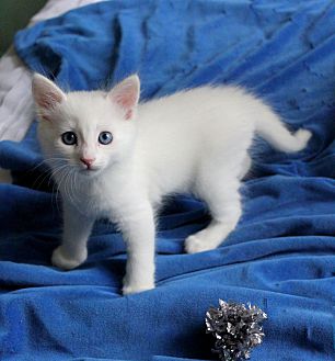 Adopt A Pet  PetSmart Charities