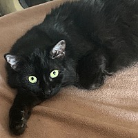 Angelico Cat Rescue in Lauderhill, Florida