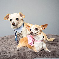 Photo of Izzy & Fred - Bonded Pair