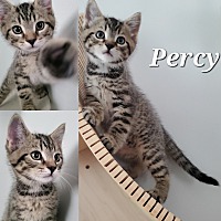 Photo of Percy