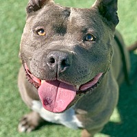 adopt a pet
