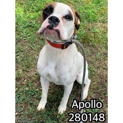 Photo of APOLLO