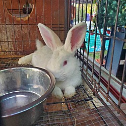 Photo of Bun living in a hot hutch needs help!