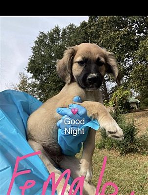 Good night clearance golden retriever