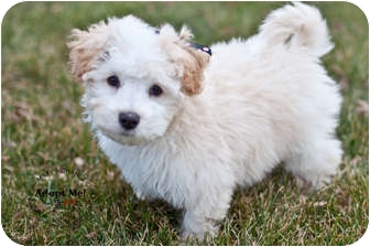 West Richland, WA - Miniature Poodle. Meet Noelle a Pet for Adoption.