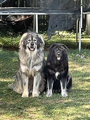 Poolesville, MD - Alaskan Malamute/Caucasian Shepherd Dog. Meet Thor