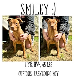 Thumbnail photo of Smiley #1