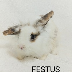 Photo of Festus