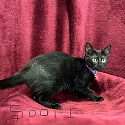 Photo of Soofi