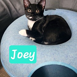 Thumbnail photo of Joey #1