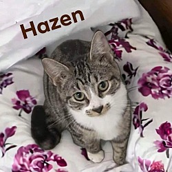 Thumbnail photo of Hazen #4